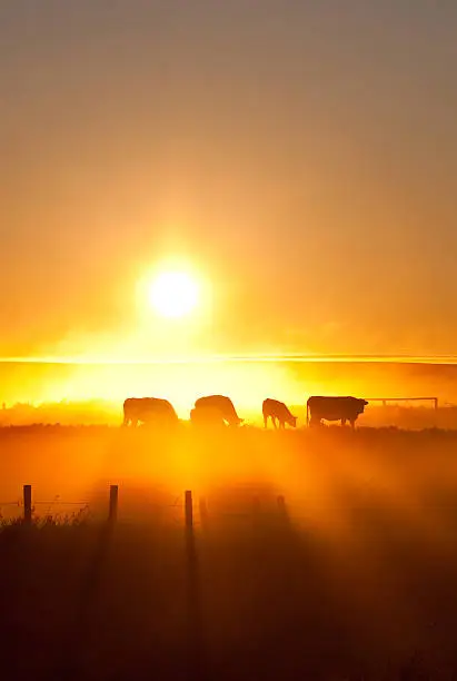 Silhouetted cows grazing in a Texas pasture at sunset, representing rural estate challenges in probate law.