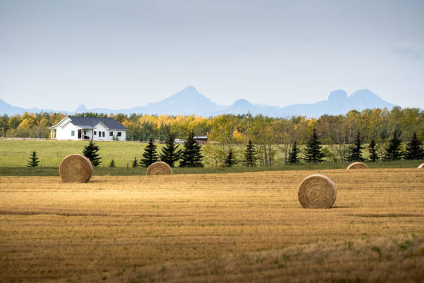 Round hay bales on a harvested field with a farmhouse in the background, symbolizing rural land ownership and the complexities of inheritance disputes in Texas.