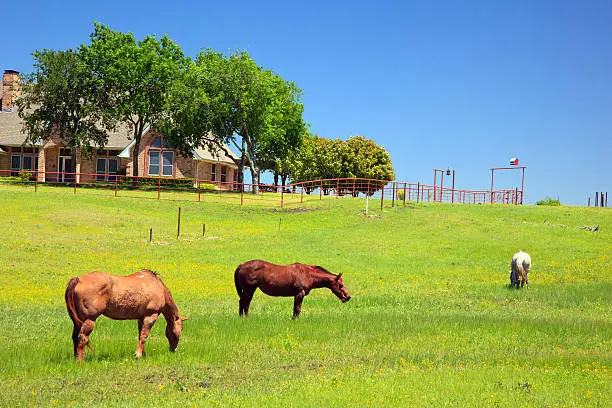probate is never a simple process, but it can feel like navigating an entirely different world for texas ranchers, horses in a ranch on s sunny day